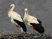 der 1. Storch ist da - im Kloster St. Marienthal