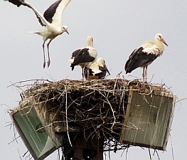der Nachwuchs von unseren Störchen - unsere 4 großen kleinen Störche