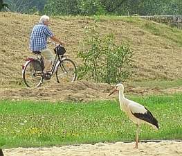 ... und manchmal spazieren die Störche entlang vom Fahrradweg