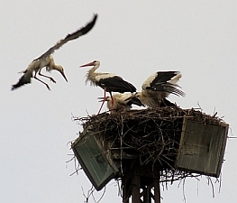 Landeanflug am Storchennest - unsere 4 großen kleinen Störche sind flugbereit