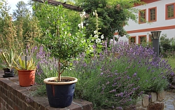 Blick in den Garten der Bibelpflanzen im Kloster St. Marienthal