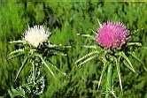 Mariendistel