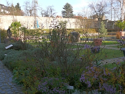 Blick in den Garten der Bibelpflanzen im Kloster St. Marienthal