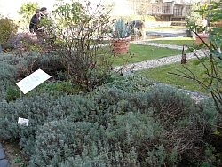 Blick in den Garten der Bibelpflanzen im Kloster St. Marienthal