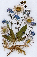 Karten mit Naturmaterial - Handarbeit aus unserem Kloster St. Marienthal